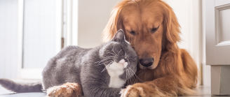 chien et chat